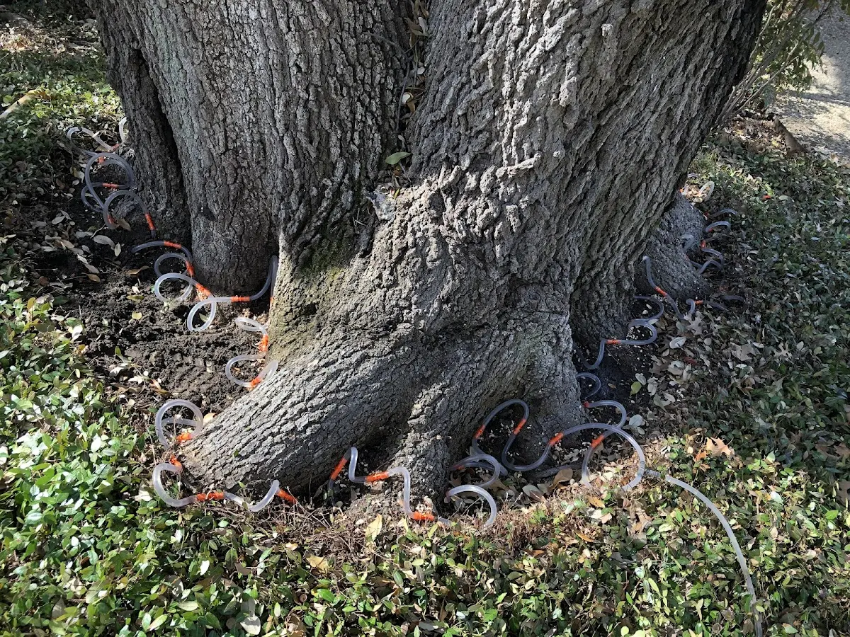 Detailed Tree Cabling and Bracing job site in Beltrami