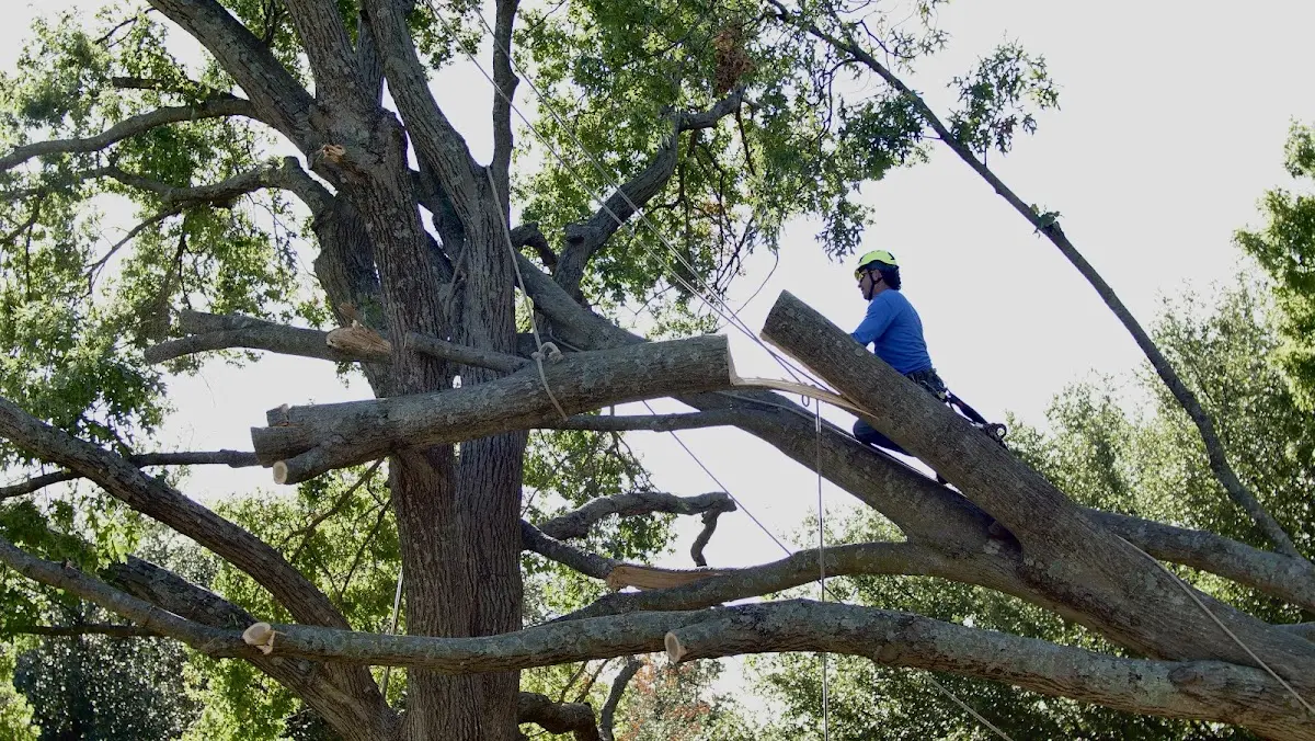 Professional Crown Thinning performed by certified arborists in Beltrami
